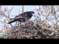 ROOKS At their rookery