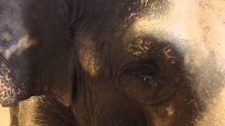 preview picture of video 'Hope Elephants: Opal says hello'