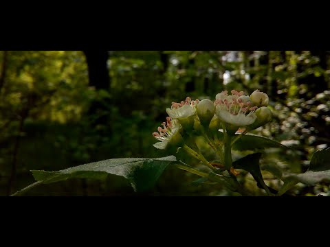 Перед грозой! ⚡️☔️Установили фото-ловушку!🎬