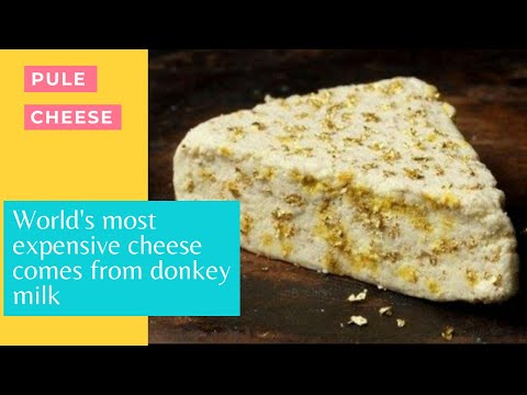 The rarest and the most expensive cheese - Pule cheese - Know more facts