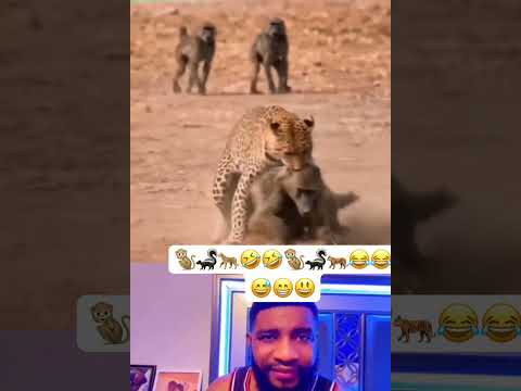 #duet #funny #animals 🐒🦨🐆😂😂🐒🦨🐅🤣🤣😅😁😃good job