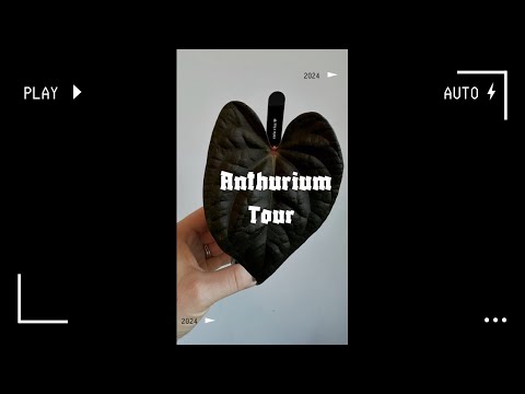2024 Anthurium Tour 🖤 My ENTIRE Anthurium Collection #anthurium #houseplanttour #aroid #rareplants