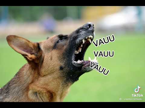 Wald Ákos ( oszt akkor vettem a piacon egy száj kosarat )👍