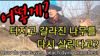 죽어가는 복숭아 가지를 살리는 방법은,어떻게?  How do you save a peach dying bra…