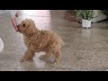 Schnoodle dogs for sale: Bruno - Video 1