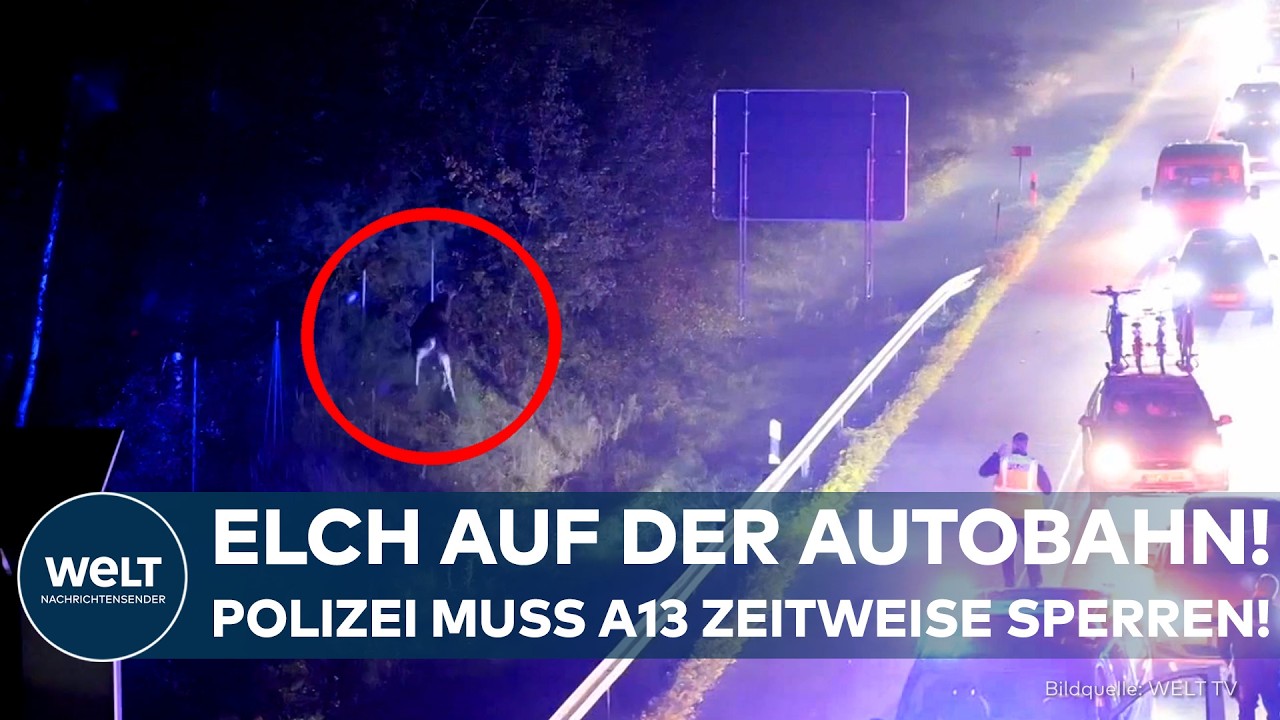 ELCH SORGT FÜR CHAOS: Verkehr lahmgelegt! Tier auf der A13 in Brandenburg sorgt für Vollsperrung!