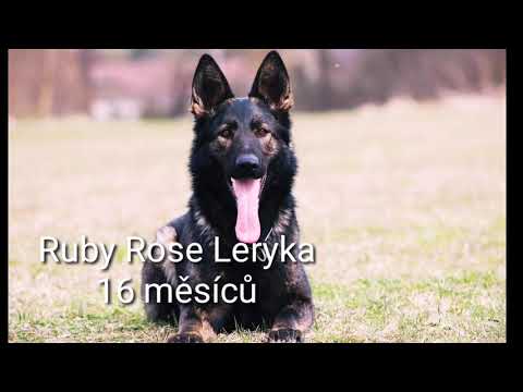 Ruby Rose Leryka -poslušnost (16 měsíců) 4/2021