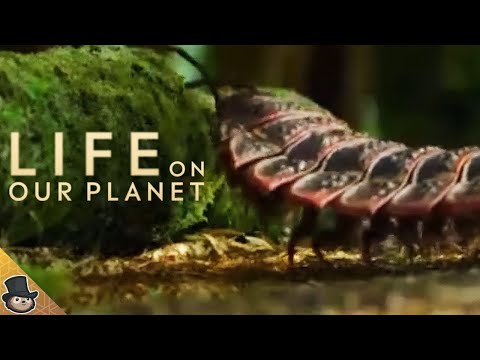 NEW CLIP | Arthropleura - The Giant Millipede (Life On Our Planet)