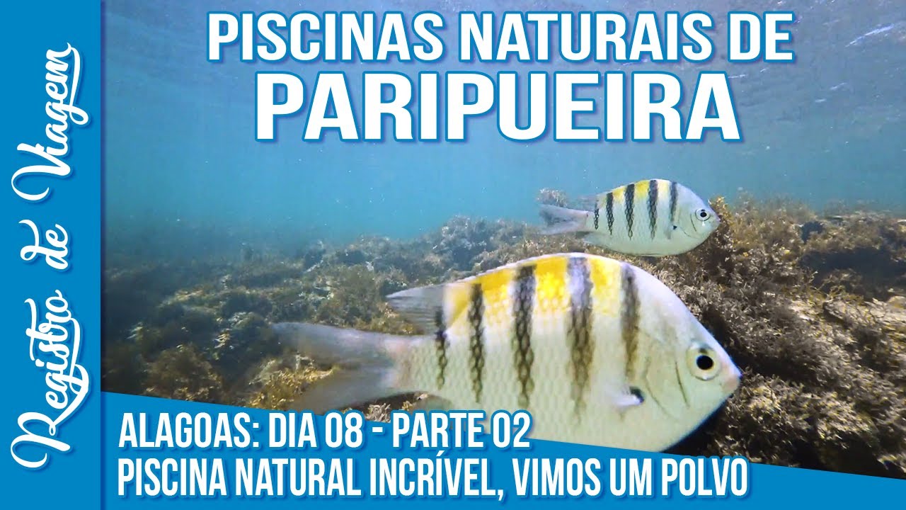 Maceió Dia 08 Pt. 02: PISCINAS NATURAIS de PARIPUEIRA | Vimos um Polvo camuflado na pedra