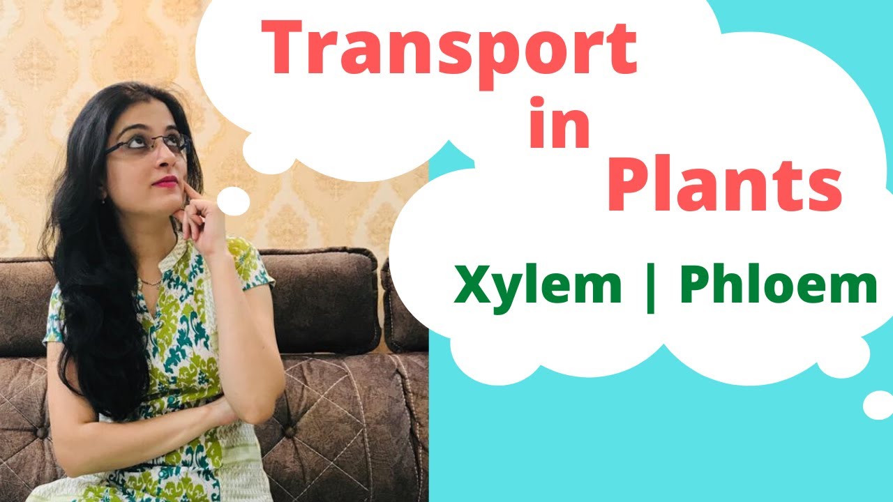 Transport of food and minerals in plants Class 8 ICSE Biology | Xylem Phloem | Tissues Class 9