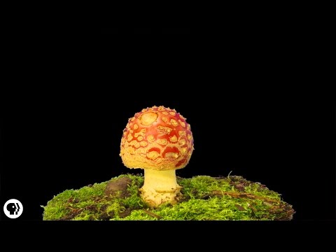Kuko halamang-singaw paggamot sa binti Tulad ng isang pumutok sa ginagamot nail