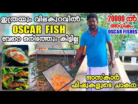 20000ത്തോളം ഓസ്കാർ ഫിഷുകളെകൊണ്ട്‌ തരംഗം സൃഷ്ടിച്ച് ഷിന്റോ|Oscar fish farming malayalam
