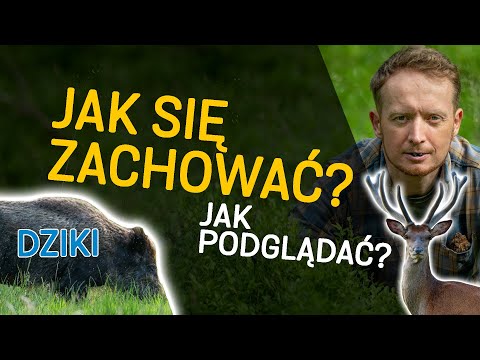 Dziki - czy trzeba się bać? Jelenie - jak podchodziłem? - o Lesie #40