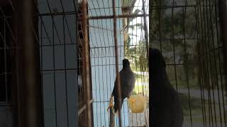 Download lagu suara jalak kebo mata putih gacor, bisa ngomong 🕊️ mp3 Download lagu suara jalak kebo mata putih gacor, bisa ngomong 🕊️ mp3