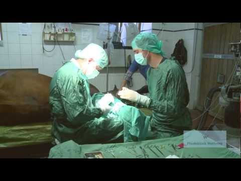 Pferdeklinik Wolfesing stellt sich vor