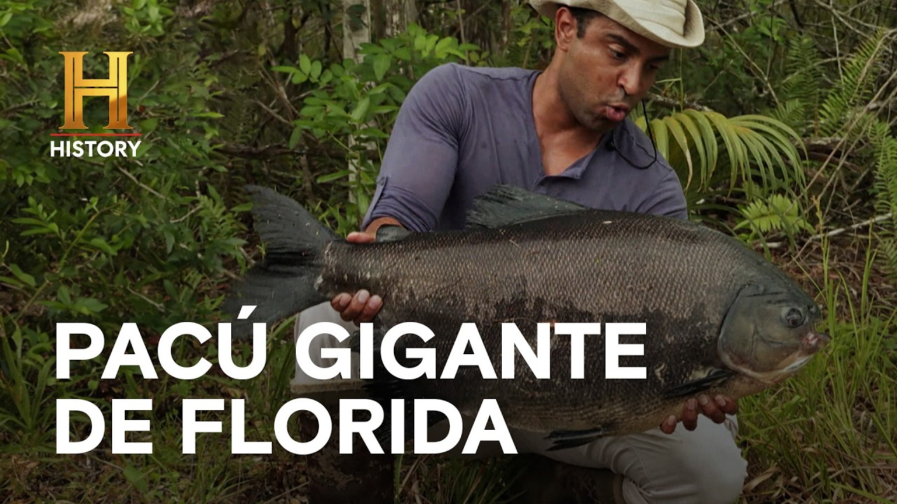 PACÚ GIGANTE DE FLORIDA - AMOS DEL PANTANO