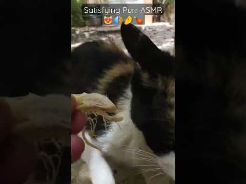 , title : 'Cute Calico Cat Eating Chicken In My Hand 😻🔊🤌🍗 Satisfying Purr ASMR #Shorts'