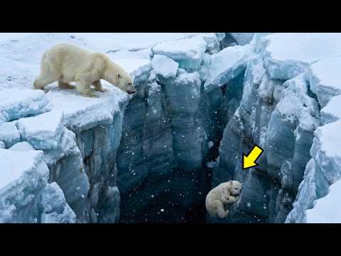 Die Bärin konnte das Bärenbaby nicht retten! Sie werden nicht glauben, wer zur Hilfe kam!