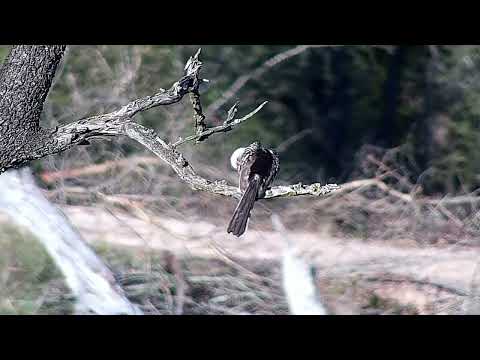 Djuma: Red-billed Hornbill preening - 16:06 - 07/06/2022