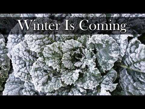 Growing Indoor Ginger Sprouted From Store Bought 2020