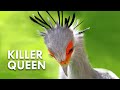 Secretary Birds Killer Queens