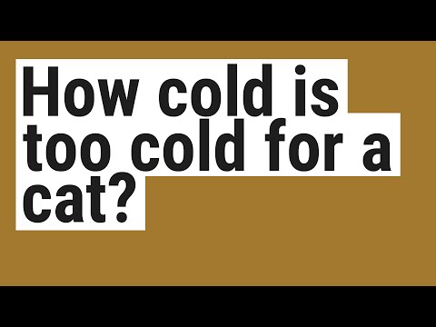 How cold is too cold for a cat?