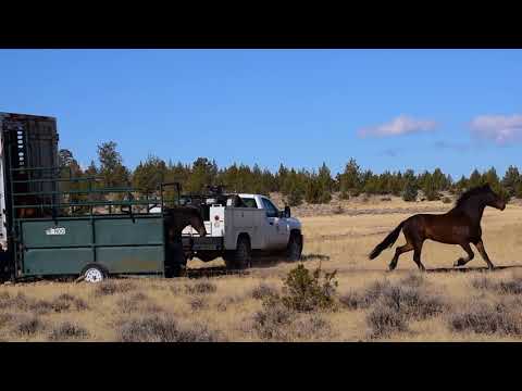 Devil's Garden Wild Horse Release - Truck #2 - 10/3/17