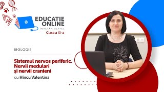 Sistemul nervos periferic. Nervii medulari și nervii cranieni