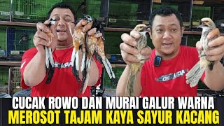 Download lagu SHARPLY DECLINE! PRICE OF MURAI BATU GALUR COLOR AND CUCAK ROWO AT GRAHA MBRK MALL! RICH IN BEAN ... mp3 Download lagu SHARPLY DECLINE! PRICE OF MURAI BATU GALUR COLOR AND CUCAK ROWO AT GRAHA MBRK MALL! RICH IN BEAN ... mp3
