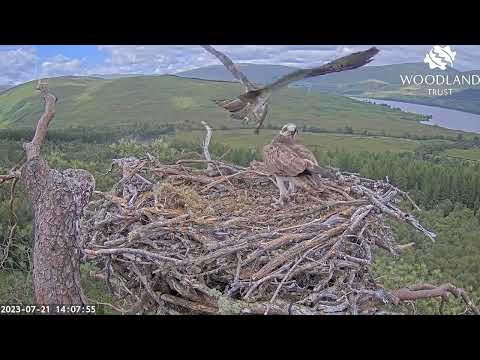 Loch Arkaig Osprey Nest Two is empty when Louis arrives with fish number two 21 Jul 2023