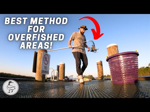 Catching Blue Crabs From a Public Pier for Dinner! | CATCH & COOK!