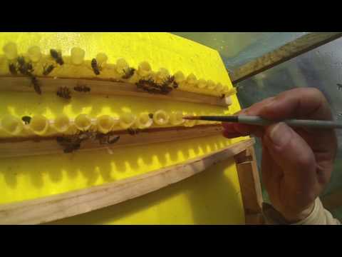 Hodowla Matek Pszczelich. Pasieka Krasnowo.