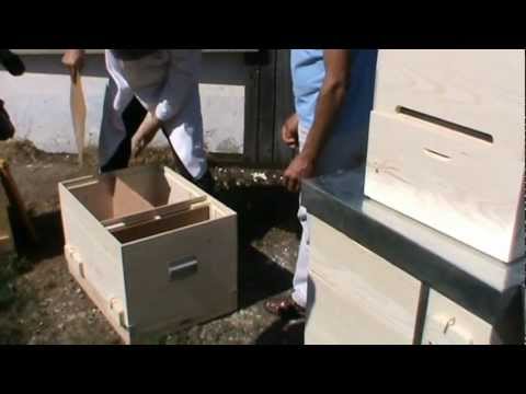 2. Bio Prof. Ursu's exceptional beehive manufactured by the builder - beekeeper Viorel from Radau...