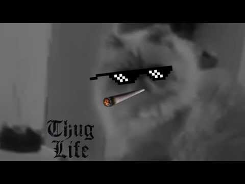 thug life cat