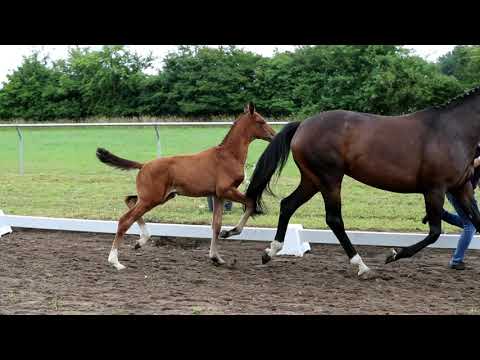 Stutfohlen von Fusionist x Dancier x Wild Dance