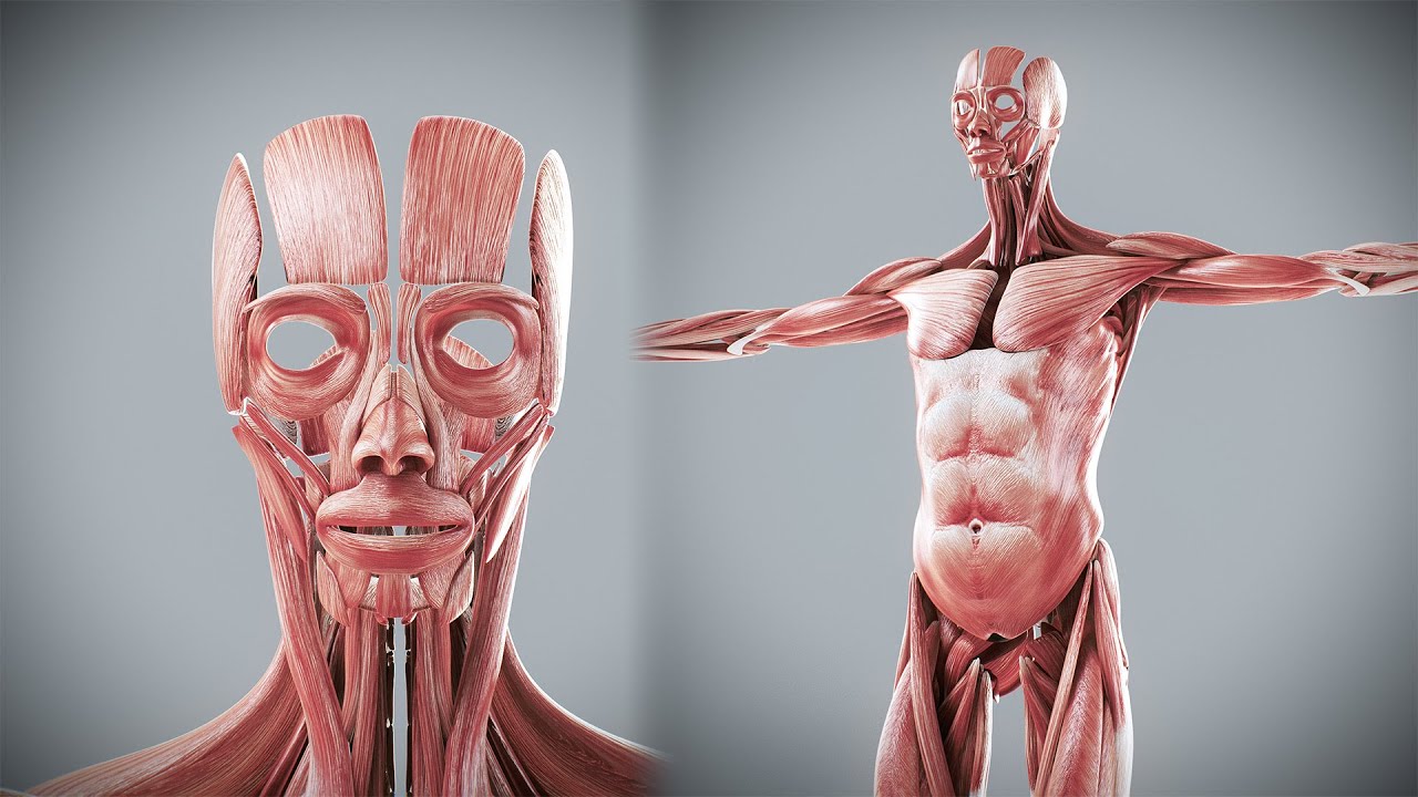 Anatomia Muscular Feminina Humana Modelo 3D