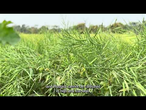Mustard Cultivation Guide | How to Grow, Care & Harvest Mustard