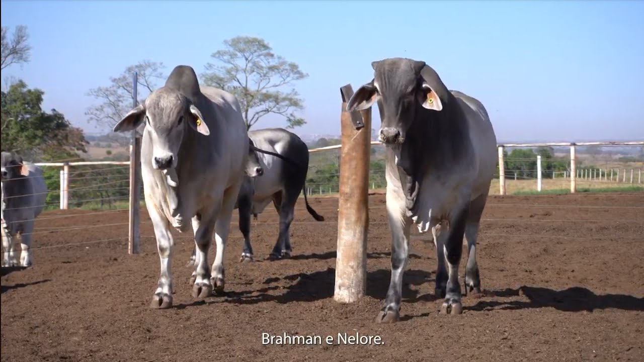 A Vez do Branore | AgroSelections e Revista DBO