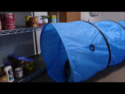 Training: Bootsie Does Agility