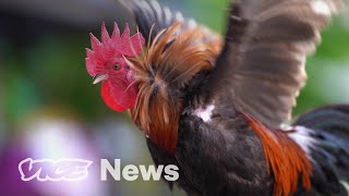 Feral Chickens Are Taking Over Florida