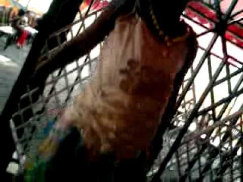 Mariage rajeena house