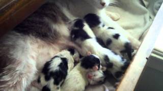 preview picture of video 'Fostered Momma Cat and her brand new Baby Kittens'