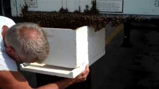 preview picture of video 'How to capture a swarm of bees, honey bees'