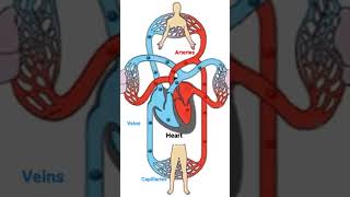 Download lagu #circulatory system mp3 Download lagu #circulatory system mp3