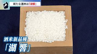 4月14日【びわ湖放送ニュース】気候変動下でも安定生産　新たな酒米の名称は「湖響」