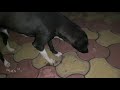Introducing Our Pet Montu Geetanjali Negi