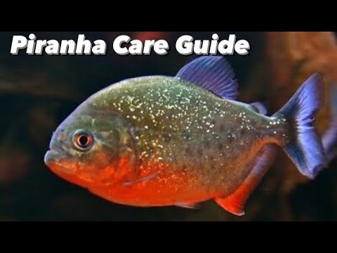 Red Belly Piranha care guide feeding tank mates