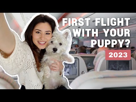Master the Art of Flying with Your Puppy: Stress-Free Tips