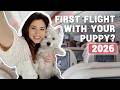 How To Fly With Your Dog In The Cabin In 2026 Our Experience Bringing Our Westie Puppy On A Plane