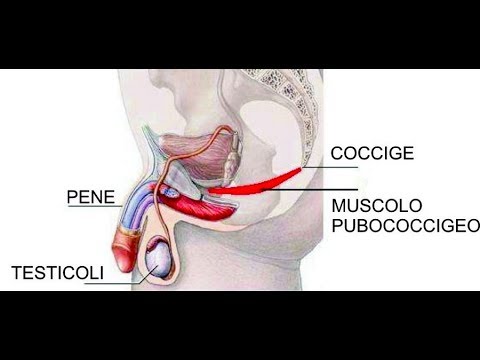 Cambiamenti nelle analisi delle urine a prostata Stavo trattando della prostata